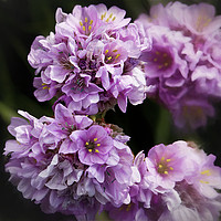Buy canvas prints of Smudged Sea Thrift by Jim Jones