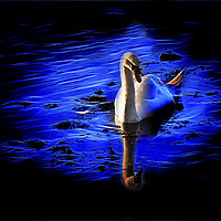 Buy canvas prints of Artistic Swan by Jim Jones