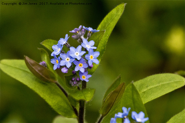 Forget-me-not Picture Board by Jim Jones