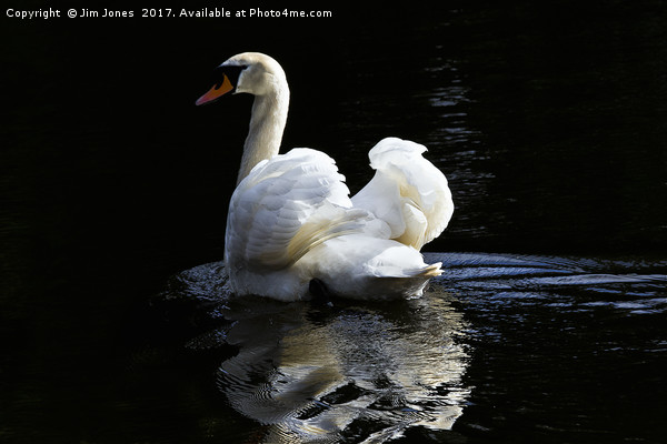 Mute Swan Reflection Picture Board by Jim Jones