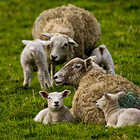 Buy canvas prints of Spring lambs by Jim Jones
