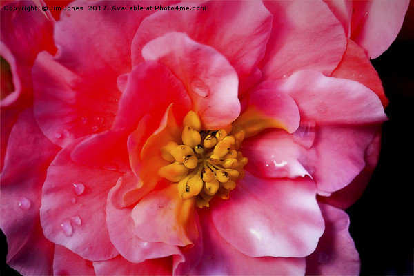 Blooming Beautiful Begonia Picture Board by Jim Jones