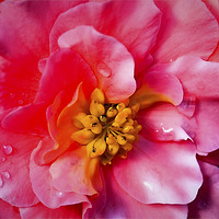 Buy canvas prints of Blooming Beautiful Begonia by Jim Jones