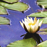 Buy canvas prints of Artistic Water Lily by Jim Jones
