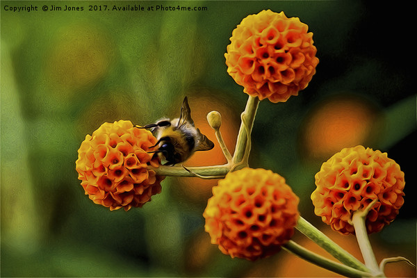 Artistic Busy bee on buddleia Picture Board by Jim Jones