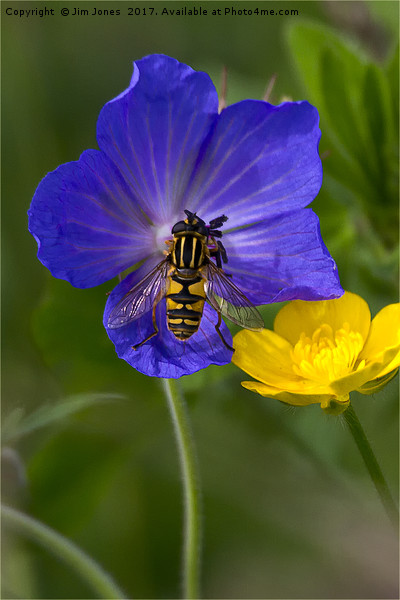 Cranesbill, Buttercup and Hoverfly Picture Board by Jim Jones