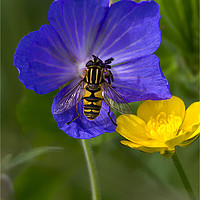 Buy canvas prints of Cranesbill, Buttercup and Hoverfly by Jim Jones