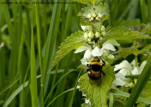 Bee on Nettle flowers; two stingers together Picture Board by Jim Jones