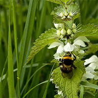Buy canvas prints of Bee on Nettle flowers; two stingers together by Jim Jones