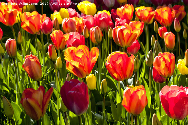 A nice bunch of Tulips Picture Board by Jim Jones