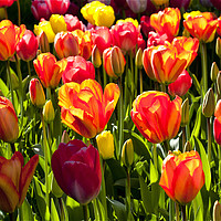 Buy canvas prints of A nice bunch of Tulips by Jim Jones