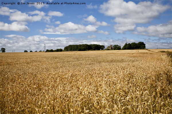 Northumbrian Wheatfields Picture Board by Jim Jones