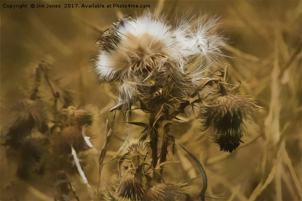 Dead Thistle with pastel filter Picture Board by Jim Jones
