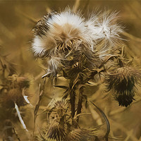 Buy canvas prints of Dead Thistle with pastel filter by Jim Jones