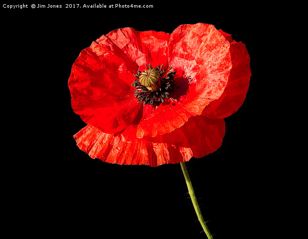 Remembrance Poppy Picture Board by Jim Jones