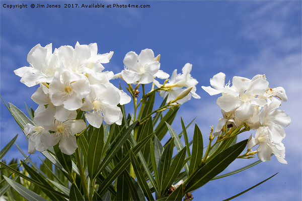 Blue sky and white Oleander Picture Board by Jim Jones