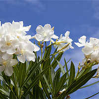 Buy canvas prints of Blue sky and white Oleander by Jim Jones