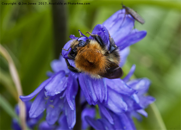 Bumble Bee and Bluebells Picture Board by Jim Jones