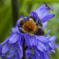 Buy canvas prints of Bumble Bee and Bluebells by Jim Jones