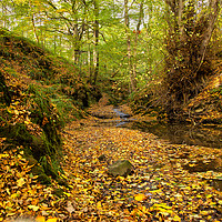 Buy canvas prints of Woodland stream in Autumn by Jim Jones