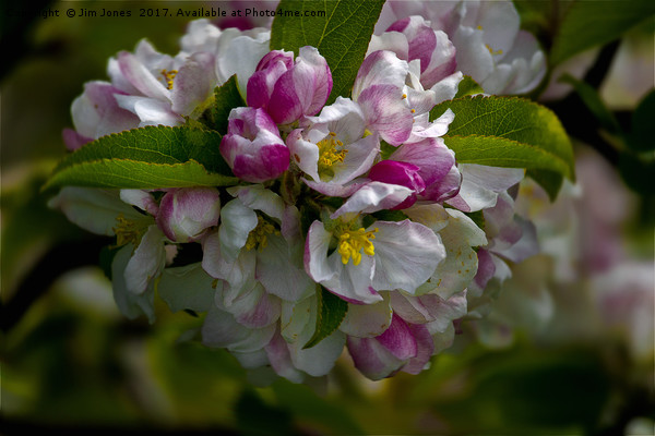 Apple blossom time Picture Board by Jim Jones