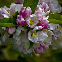Buy canvas prints of Apple blossom time by Jim Jones