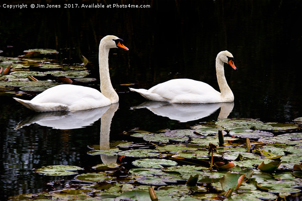 Two swans aswimming Picture Board by Jim Jones