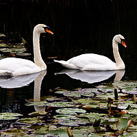 Buy canvas prints of Two swans aswimming by Jim Jones