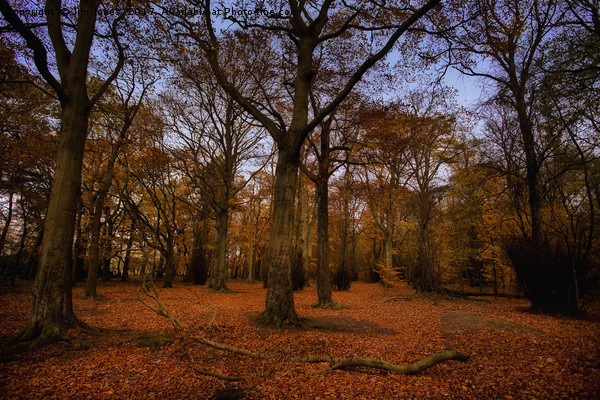 Autumn Woodland Picture Board by Jim Jones