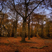 Buy canvas prints of Autumn Woodland by Jim Jones