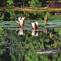 Buy canvas prints of Airbrushed Water Lilies by Jim Jones