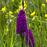 Buy canvas prints of Orchids in a Summer Meadow by Jim Jones