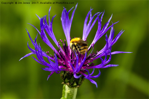 Bee on Mountain Bluet Picture Board by Jim Jones