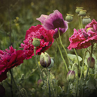 Buy canvas prints of Vibrant Wild Poppies by Jim Jones