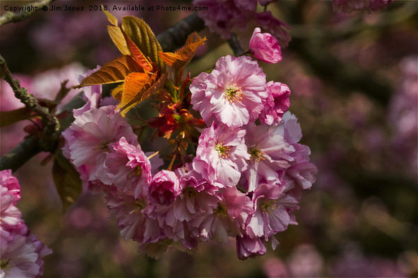 Cherry Blossom in sunshine Picture Board by Jim Jones