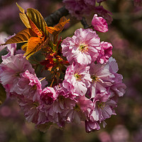 Buy canvas prints of Cherry Blossom in sunshine by Jim Jones