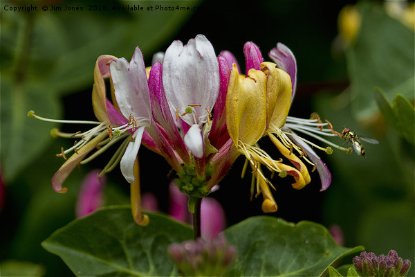 Honeysuckle and Hoverfly Picture Board by Jim Jones
