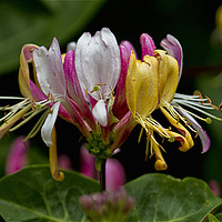 Buy canvas prints of Honeysuckle and Hoverfly by Jim Jones