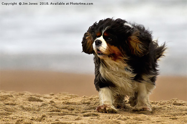 Little dog on a windy beach Picture Board by Jim Jones
