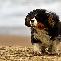 Buy canvas prints of Little dog on a windy beach by Jim Jones