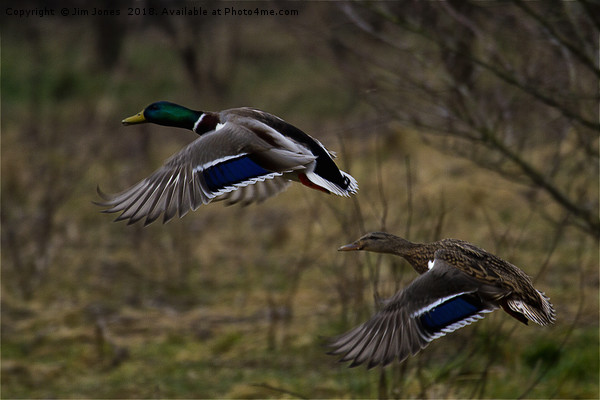 Mallard Ducks in flight Picture Board by Jim Jones