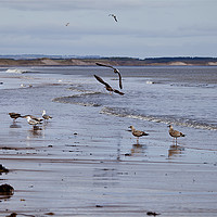 Buy canvas prints of Gulls at the seaside by Jim Jones