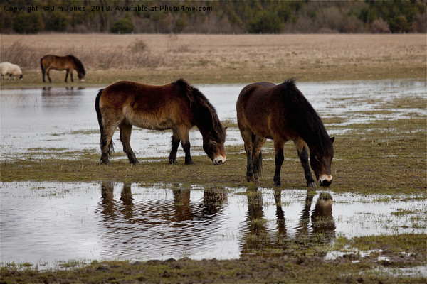Thirsty horses Picture Board by Jim Jones