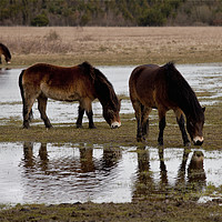 Buy canvas prints of Thirsty horses by Jim Jones