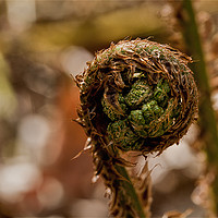 Buy canvas prints of Coiled fern frond by Jim Jones