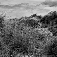 Buy canvas prints of Sand Dunes in Black and White by Jim Jones