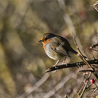 Buy canvas prints of Robin perched on a rose branch by Jim Jones
