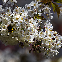 Buy canvas prints of White Blossom and Bee by Jim Jones