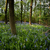 Buy canvas prints of Dappled sunshine in Bluebell Woods by Jim Jones