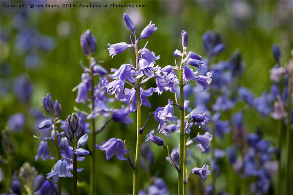 English Bluebells Picture Board by Jim Jones